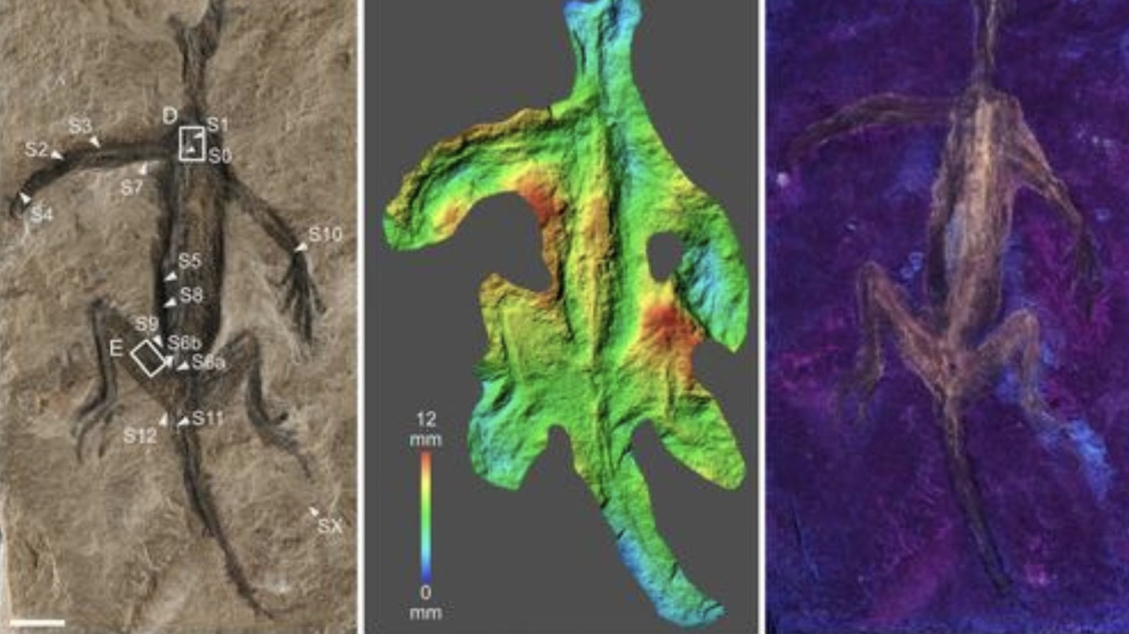 A three-part image displaying a fossilized creature. On the left, a traditional photograph of a fossil with various points of interest labeled from S1 to S12, indicating scientific annotations. The center image shows a colorful, topographical representation of the fossil, with varying heights depicted in a spectrum from blue to red. On the right, an ultraviolet light image reveals different details of the same fossil, with areas of interest glowing in shades of purple and brown against a dark background